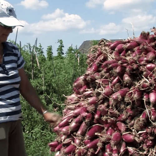 Ceapa roșie de apă de la Mărăcineni, simbol local și produs cu viitor în cooperativă