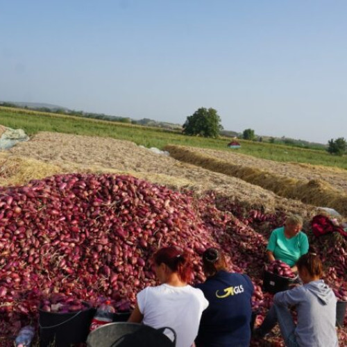 Ceapa roșie de apă de Buzău, istorie în piețele naționale