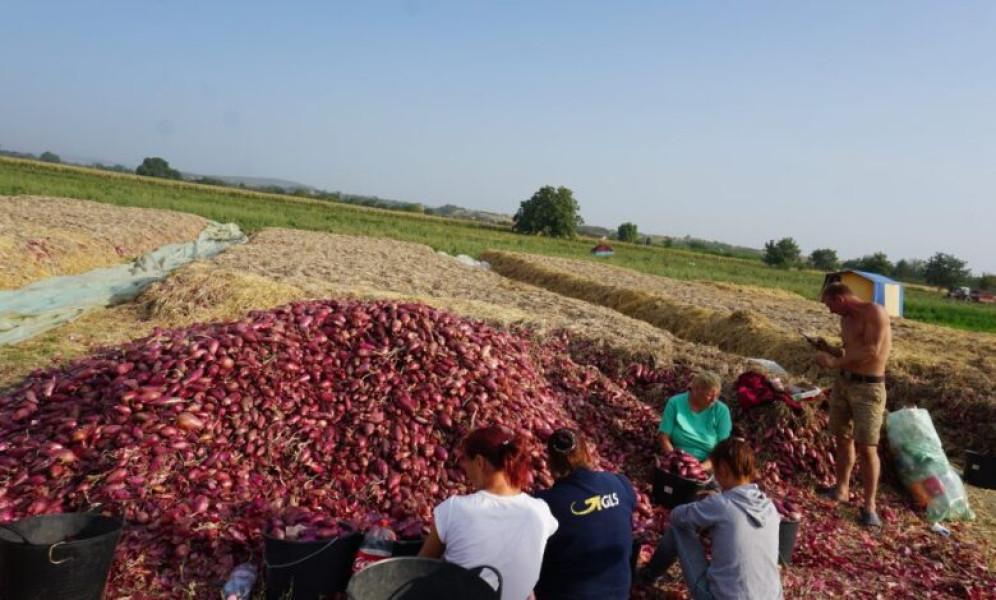 Ceapa roșie de apă de Buzău, istorie în piețele naționale