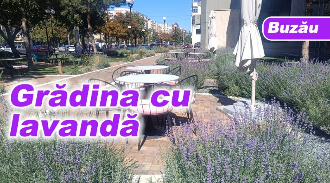 O grădină cu lavandă înflorește în centrul orașului Buzău